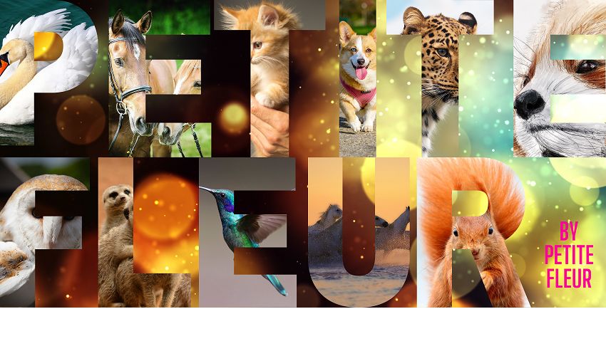 Code Image Petite Fleur : Mon Pseudo En Image, par Flowers