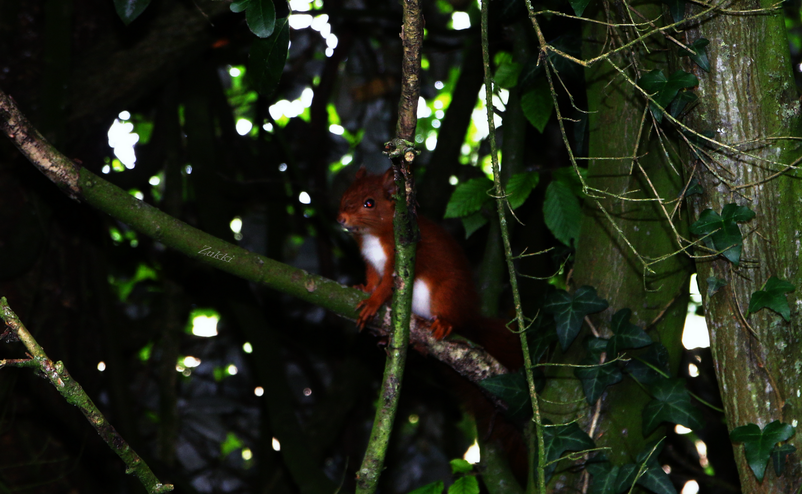 Premier écureuil, par Zukki