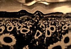 Tournesols creepy, par Xxx.Artflow.xxX