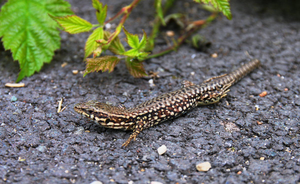 Autotomie du Lézard, par Zukki