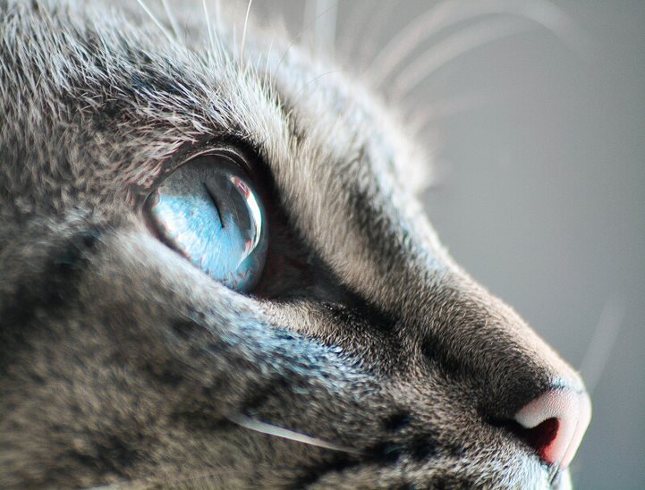 Close-up | Jupiter, par Artemis