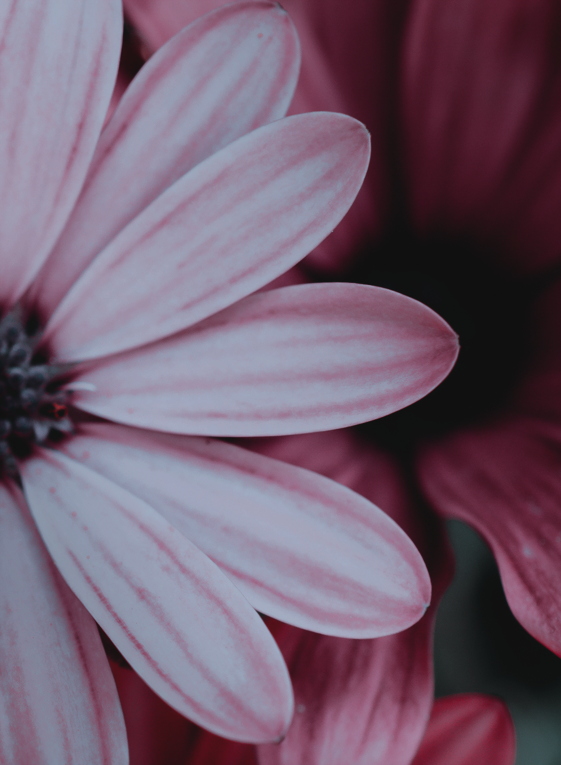 Deep Purple, par Artemis