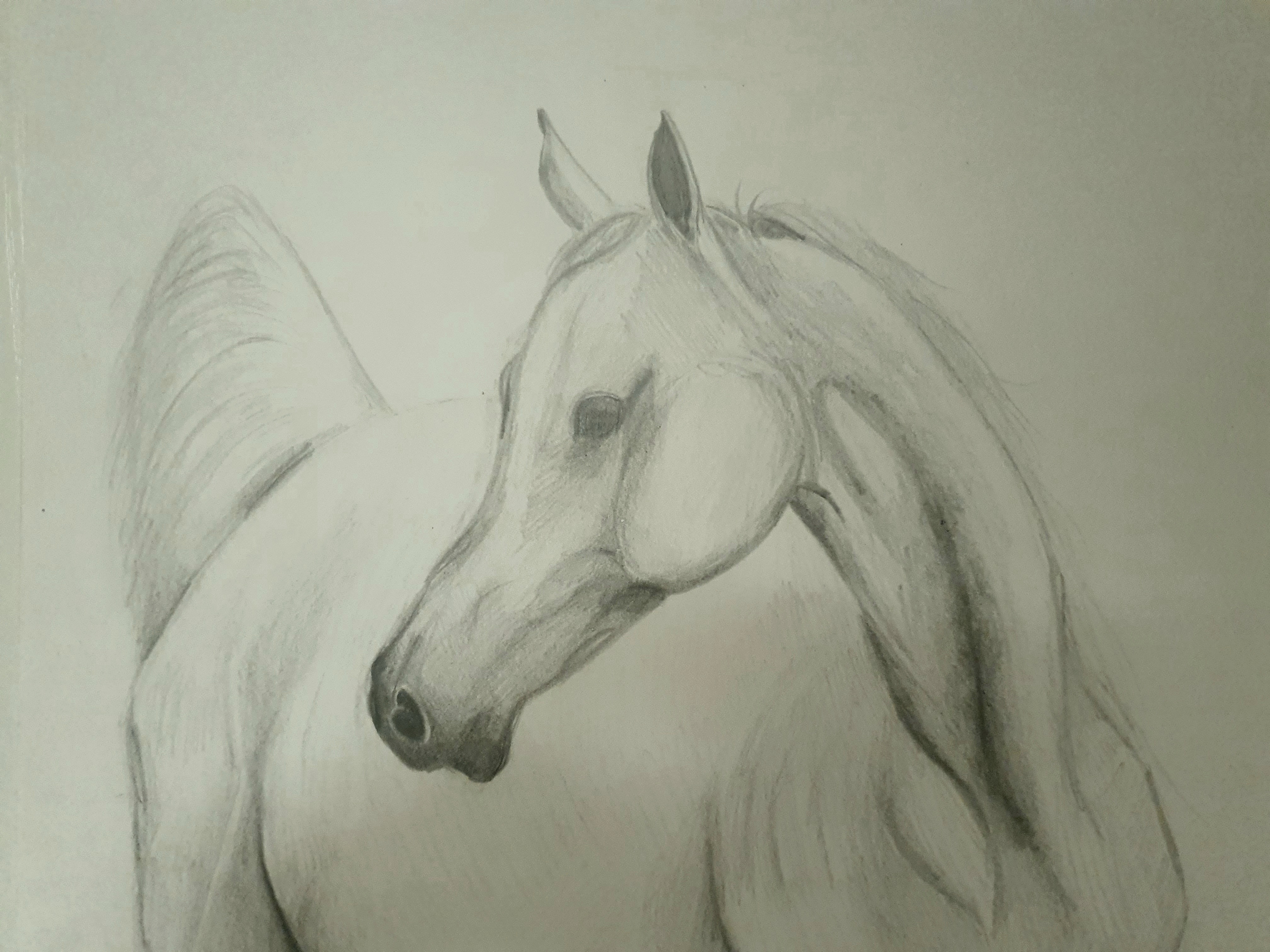 Cheval arabe, par CHAUSSETTE