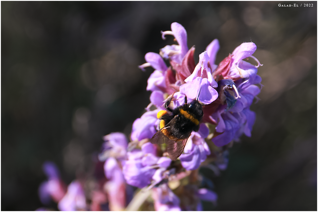 Un rayon de soleil sur une fleur, par Galad-El