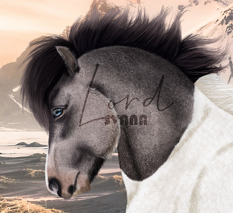 [ PORTRAIT ] Icelandic, par Svana