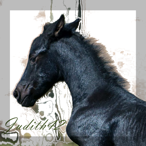 Pur sang arabe, par Invoqueuse