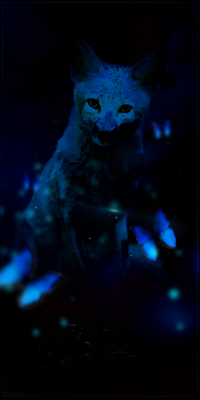 Renard nocturne, par Zukki
