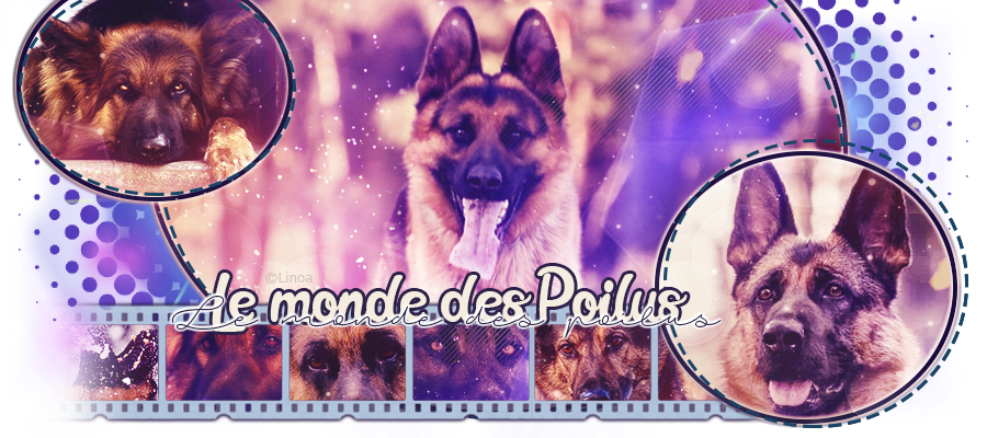 Bannière Le Monde des Poilus, par Linoa