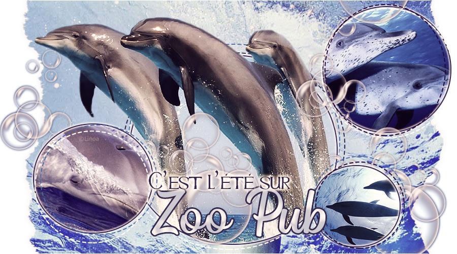 Bannière Zoo 2019, par Linoa