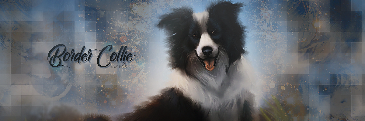 Border Colley Smudge, par Fraisy Sarcasm