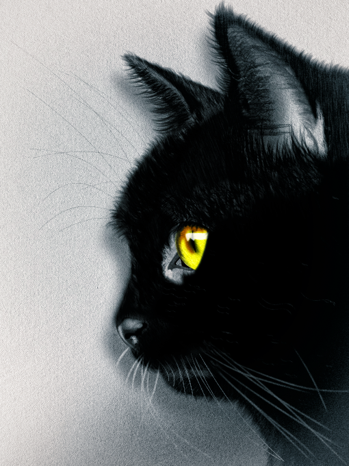 Chat noir, par Tamara