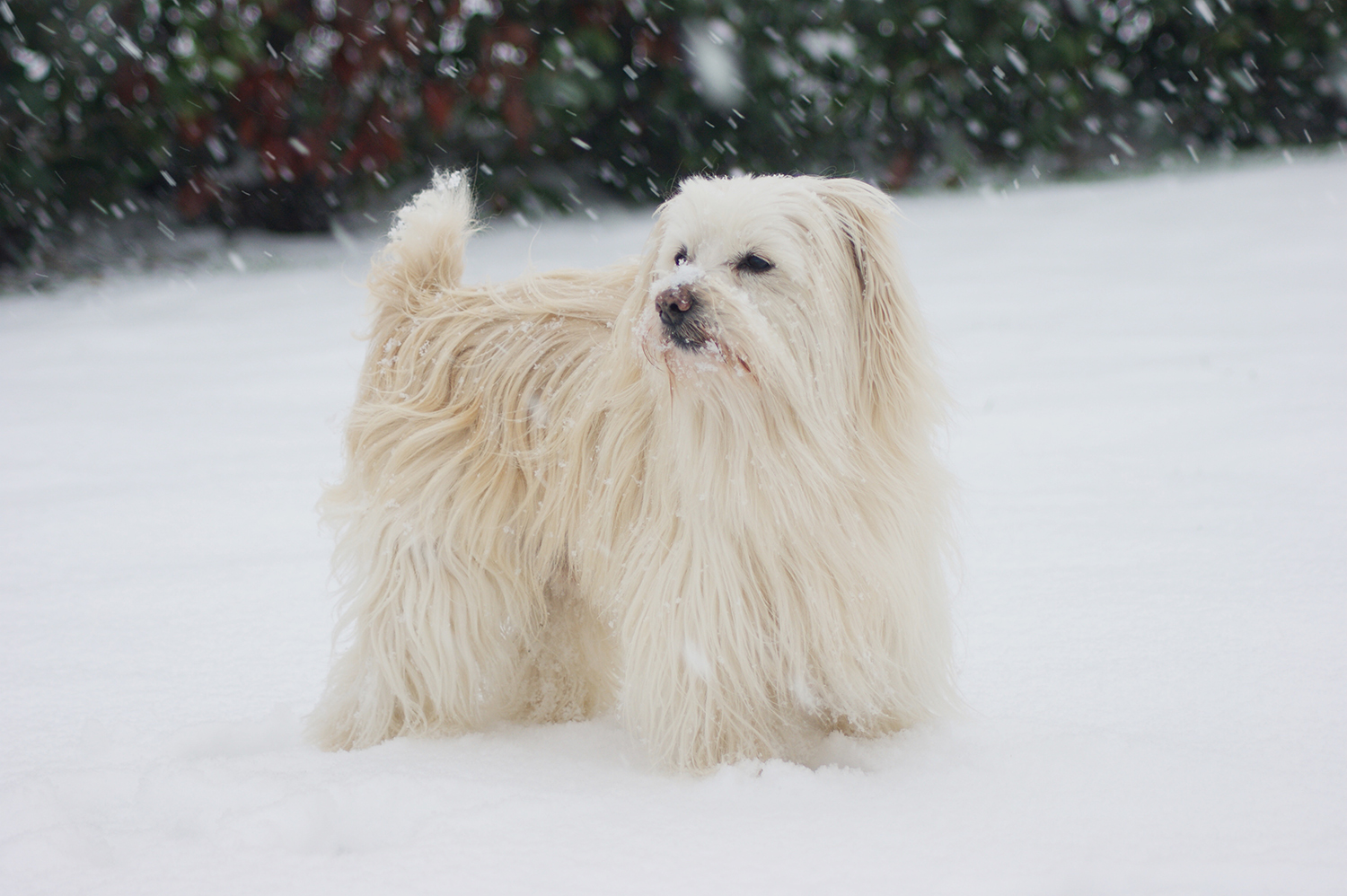 Boule de poils sous la neige, par Arial
