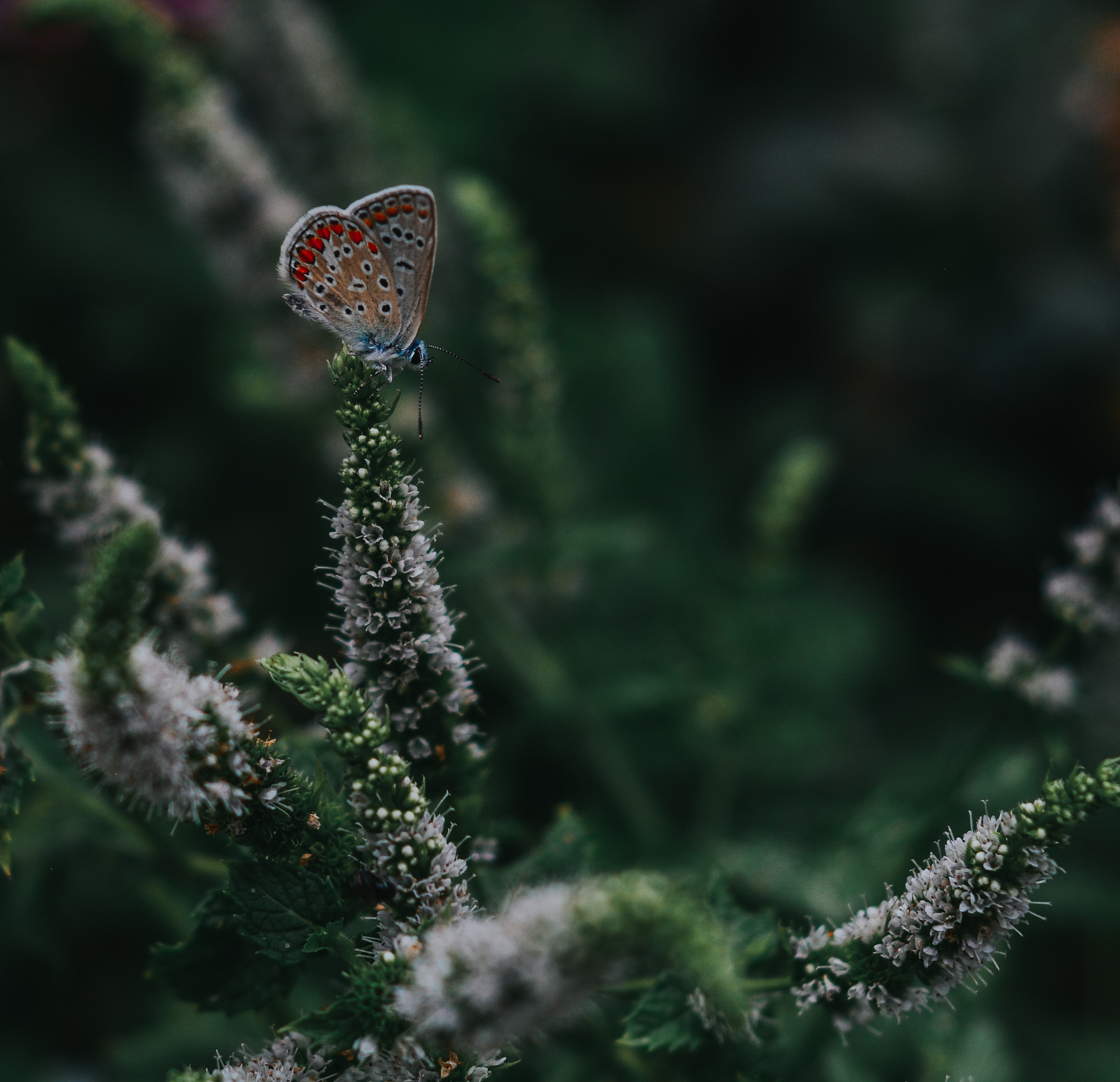 Azuré de la sanguisorbe, par Artemis