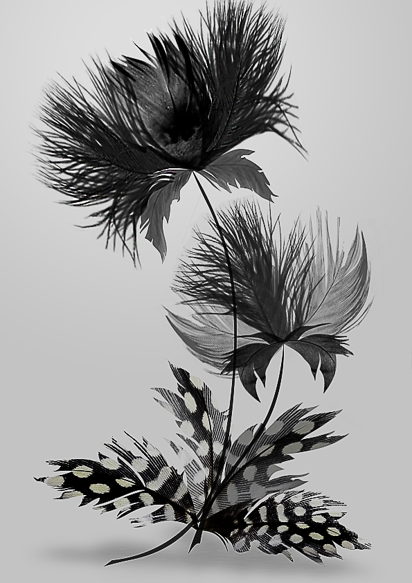 Bouquet de plumes, par Tamara