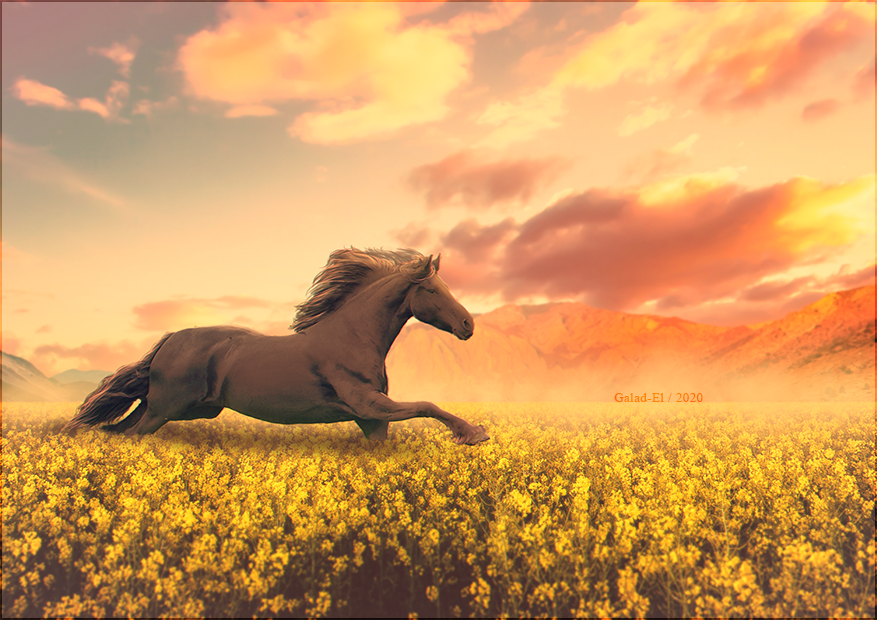 Galop !, par Galad-El