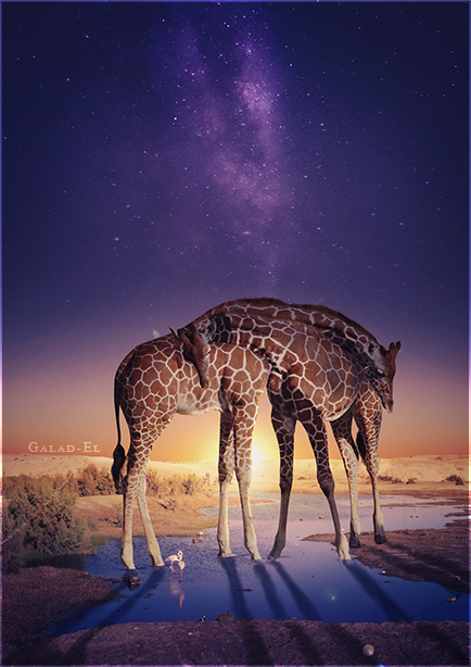 Girafes, par Galad-El