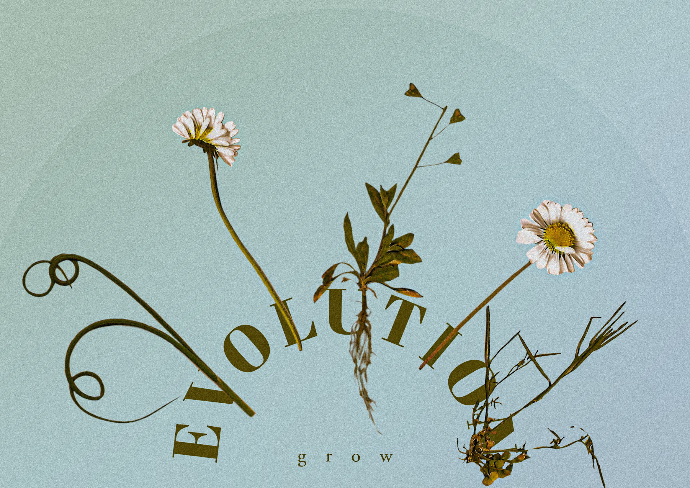 Evolution - Gros Titres, par CHAUSSETTE