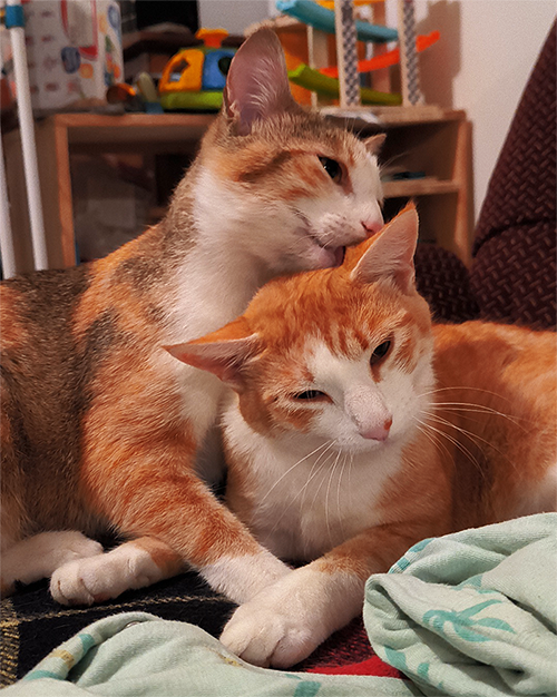 Cheddar et Isa, par Liitchy