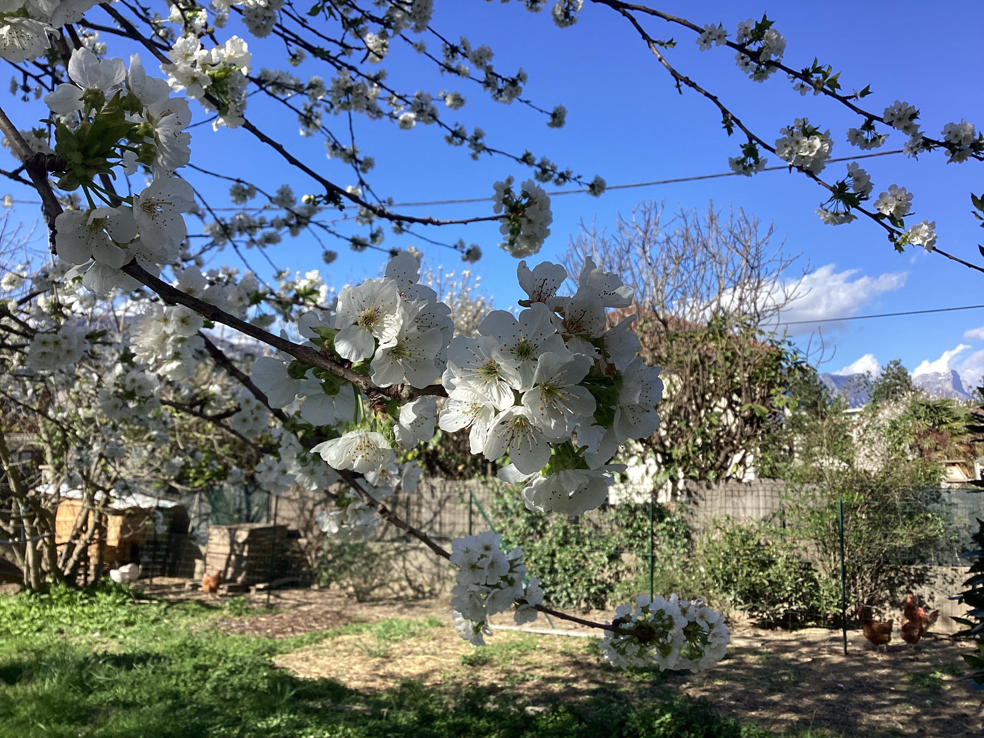 Cerisier 2, par Tempête d’automne