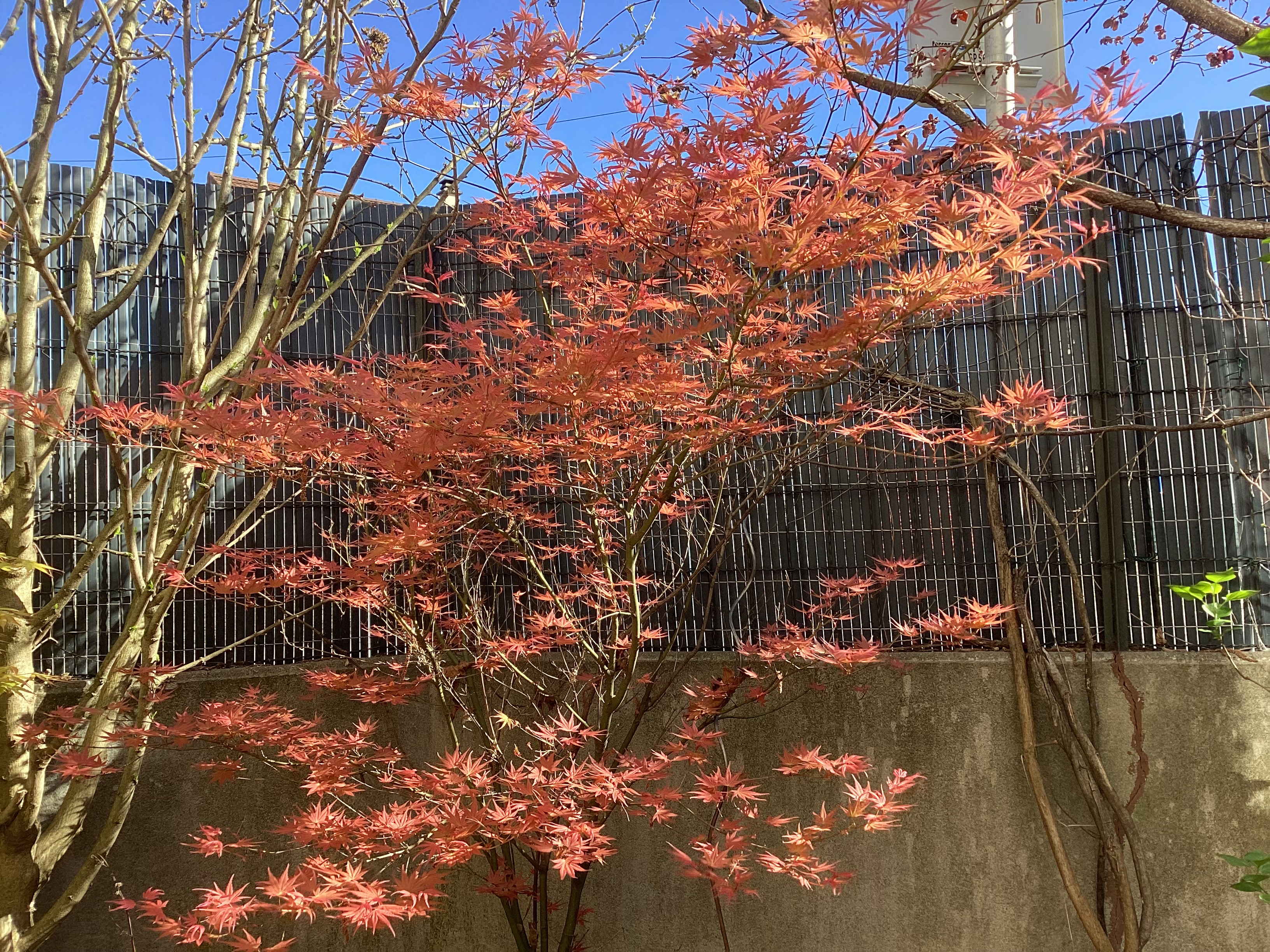 Érable du Japon, par Tempête d’automne