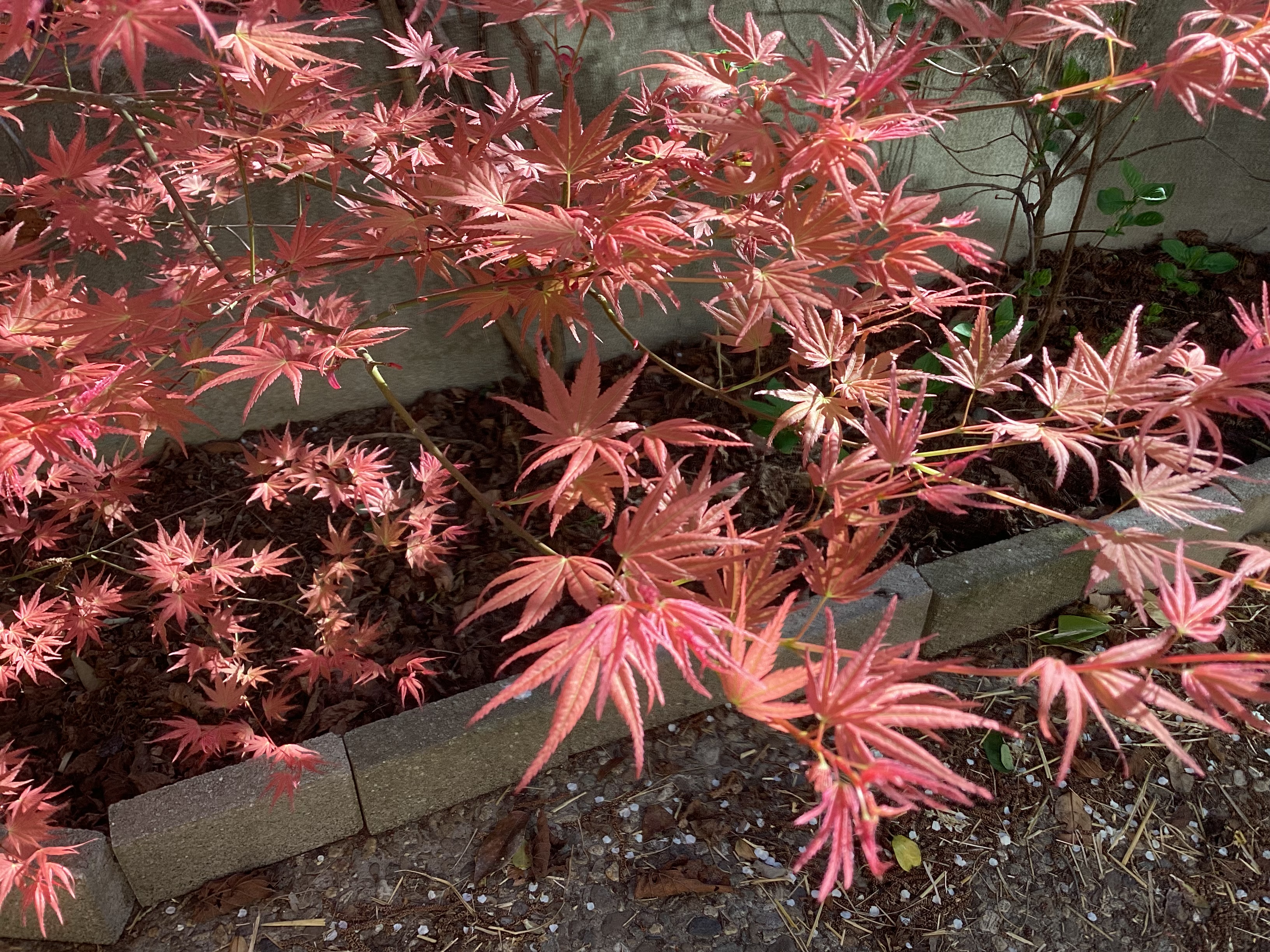 Érable du Japon, par Tempête d’automne