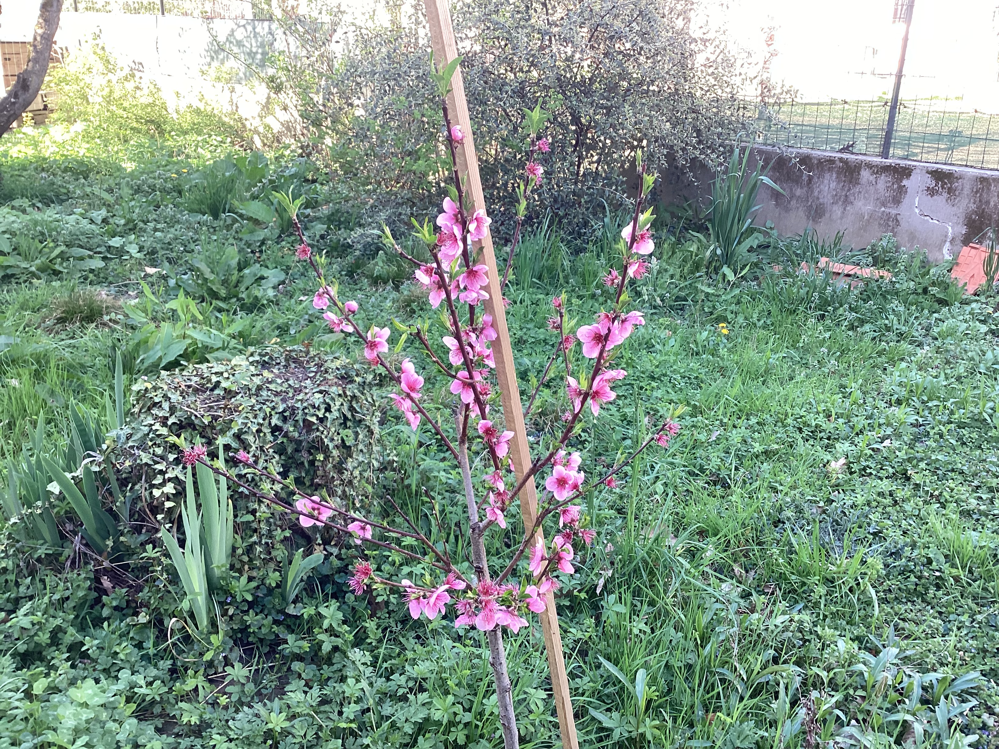 Pêcher, par Tempête d’automne