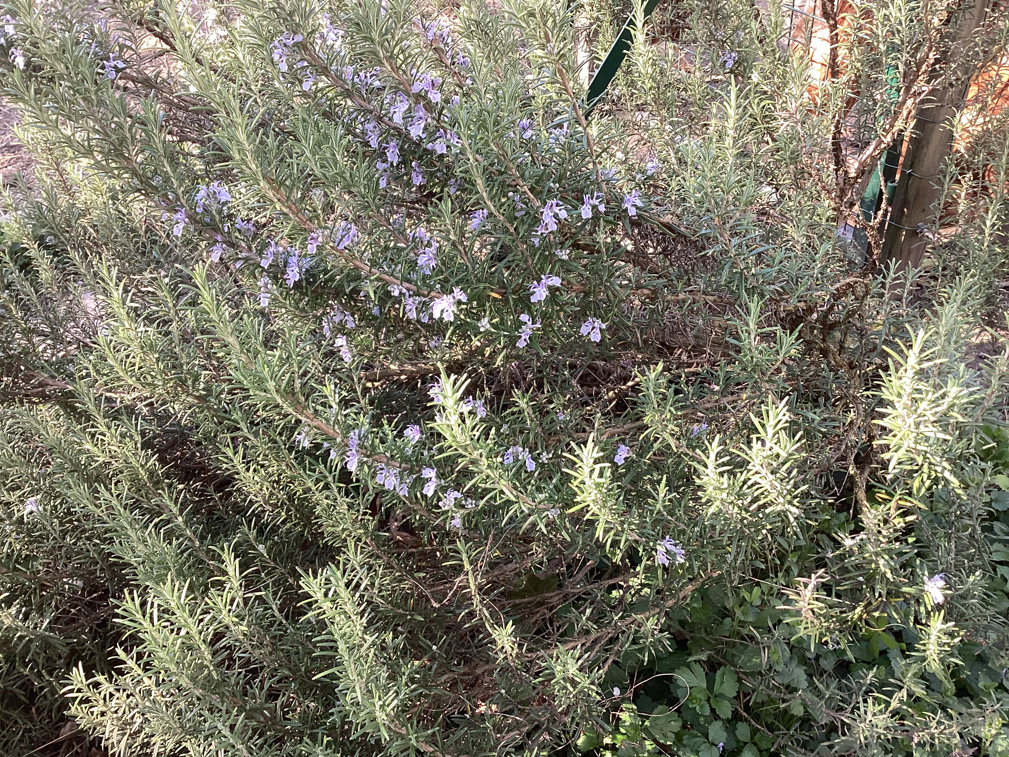 Romarin, par Tempête d’automne