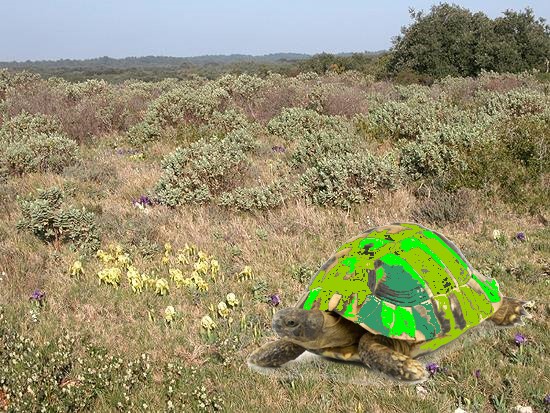tortue, par plume rousse
