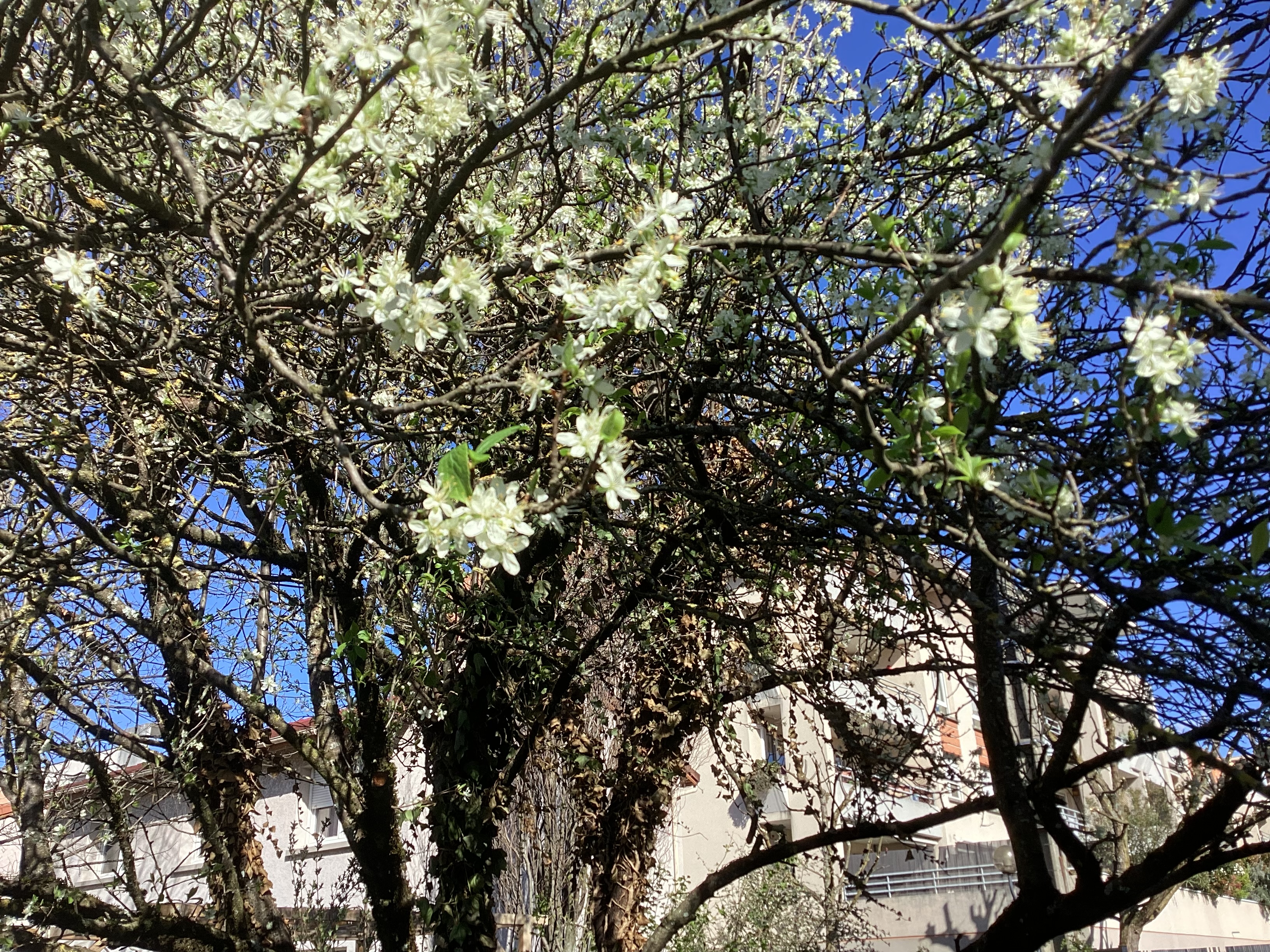 Prunier 2, par Tempête d’automne