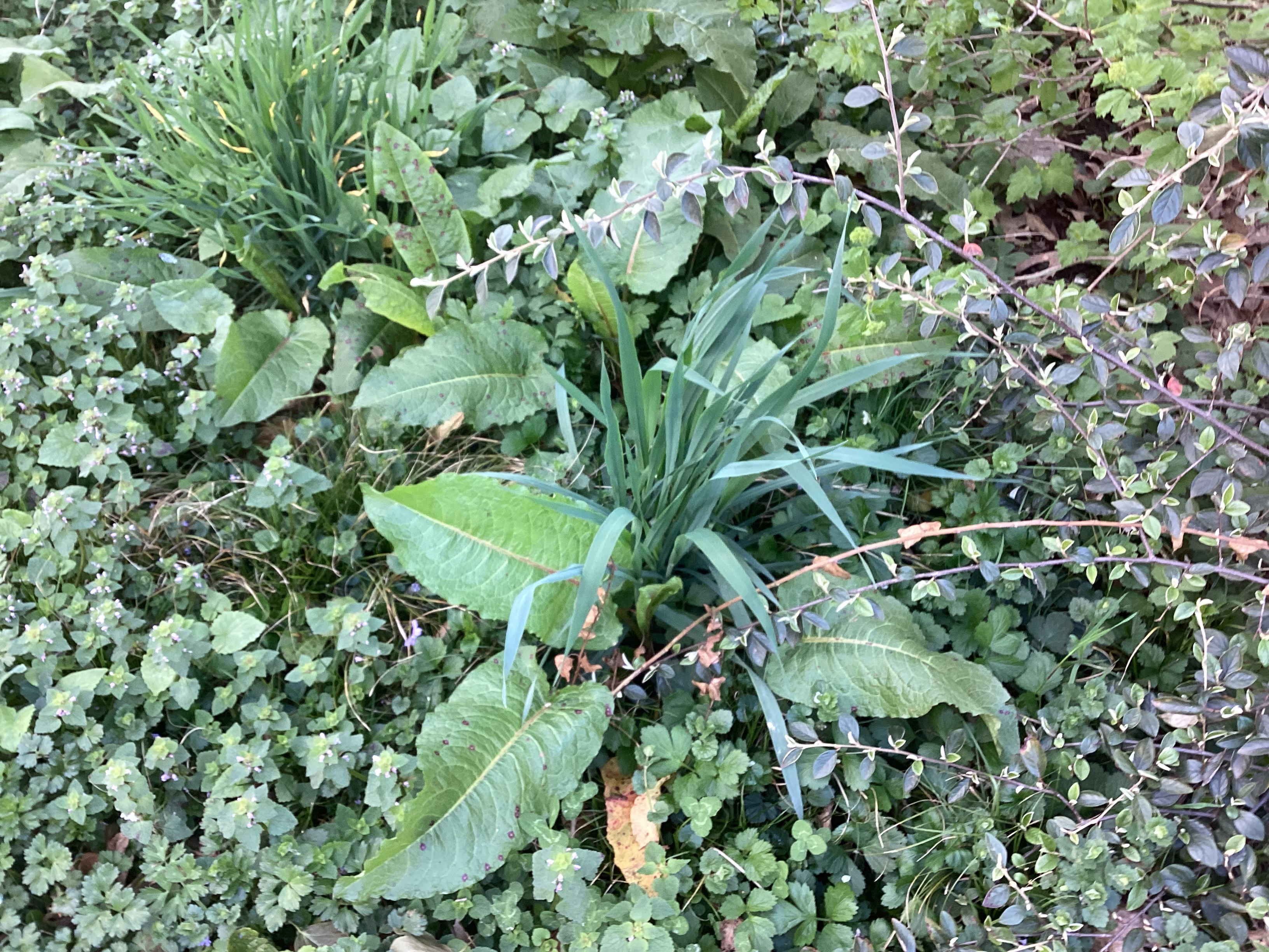 Plante, par Tempête d’automne