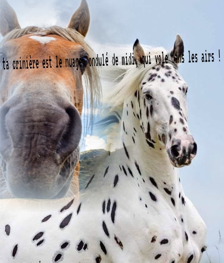 La crinière de midi !, par plume rousse