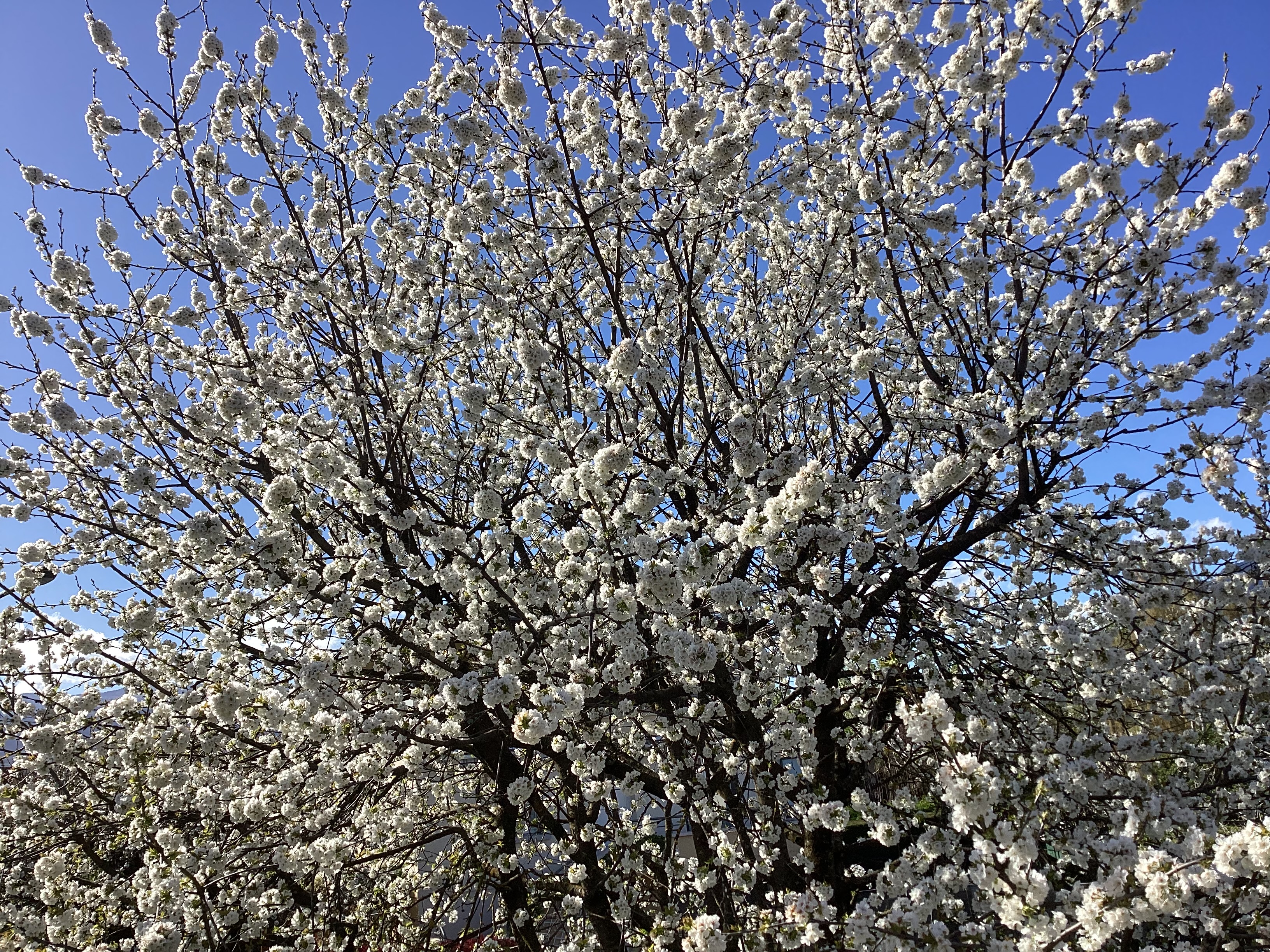 Cerisier 3, par Tempête d’automne