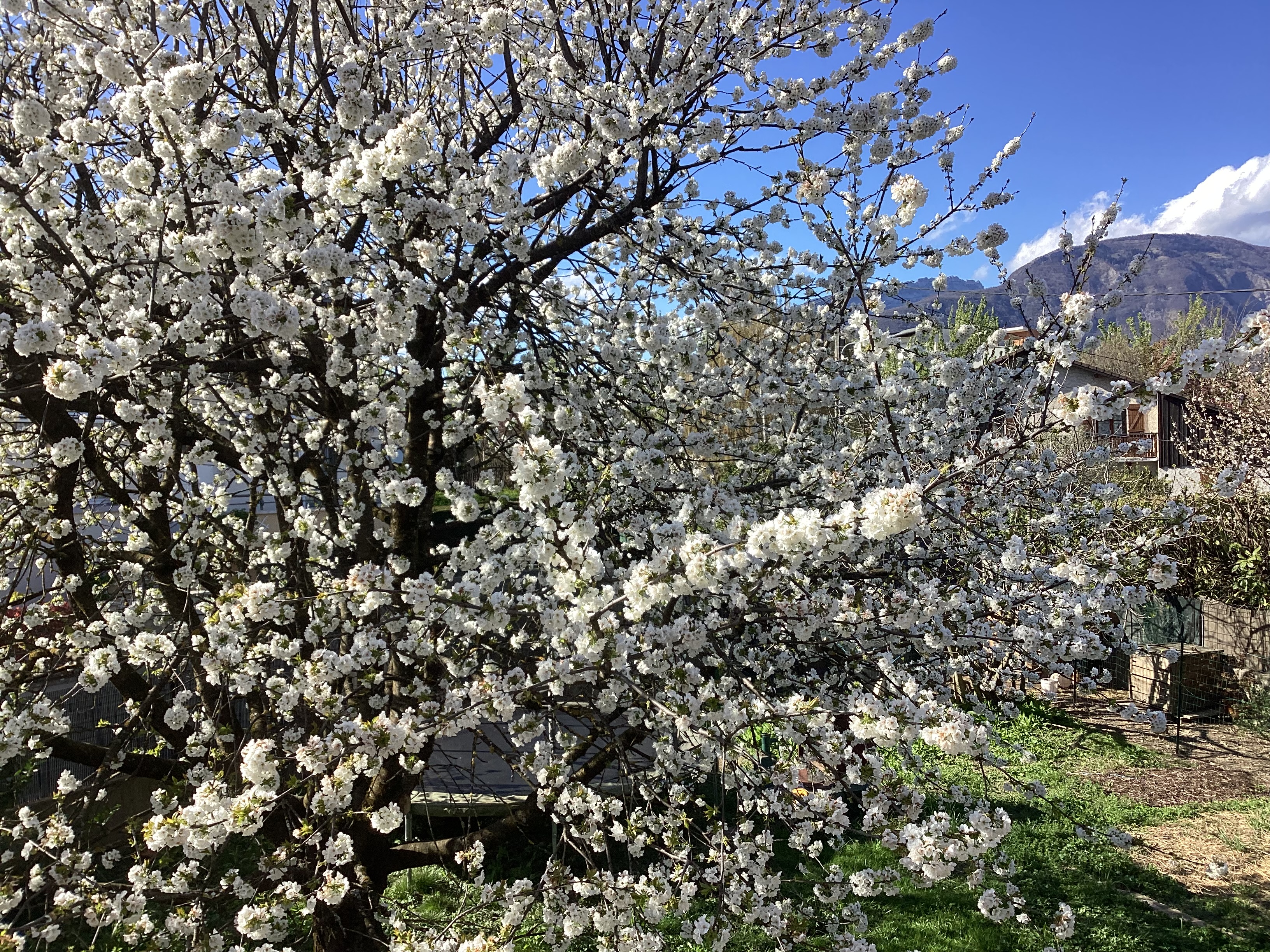 Cerisier 4, par Tempête d’automne