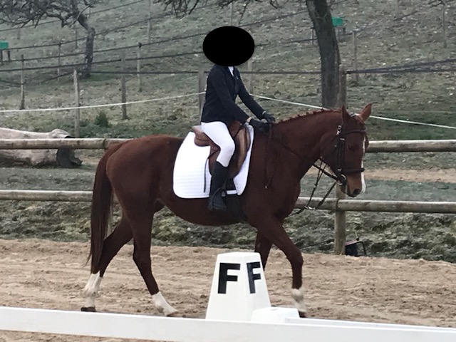 Jument concours de dressage 2, par Saso