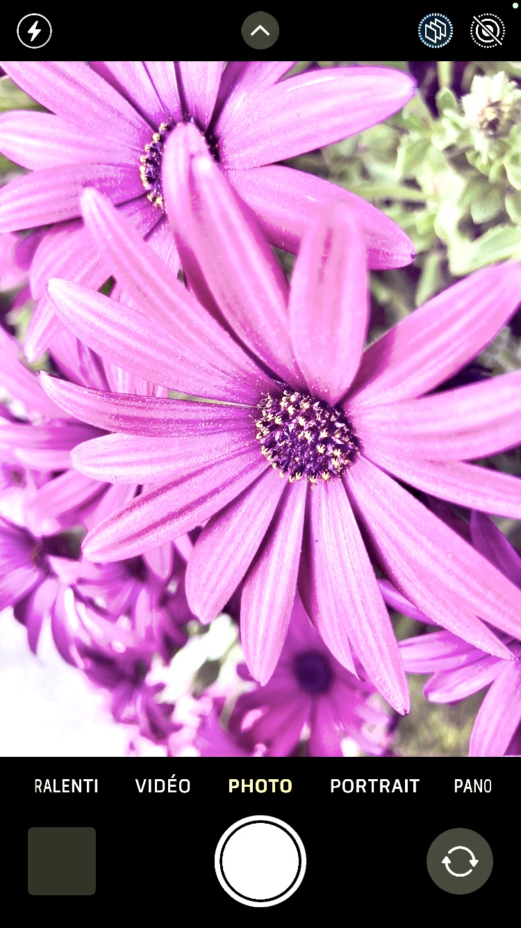 Aesthetic fleurs/flowers, par Arcencieland