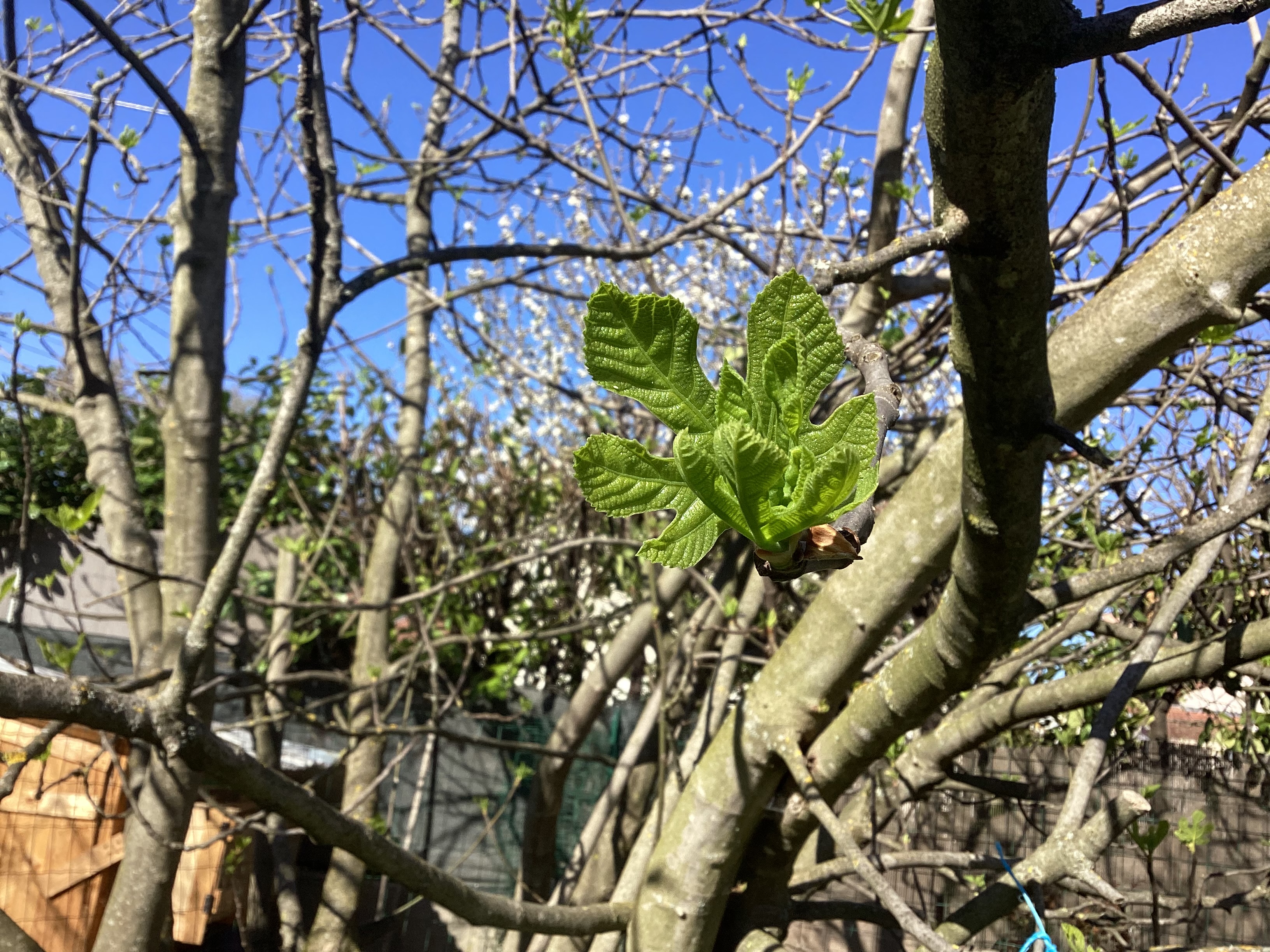 Figuier, par Tempête d’automne