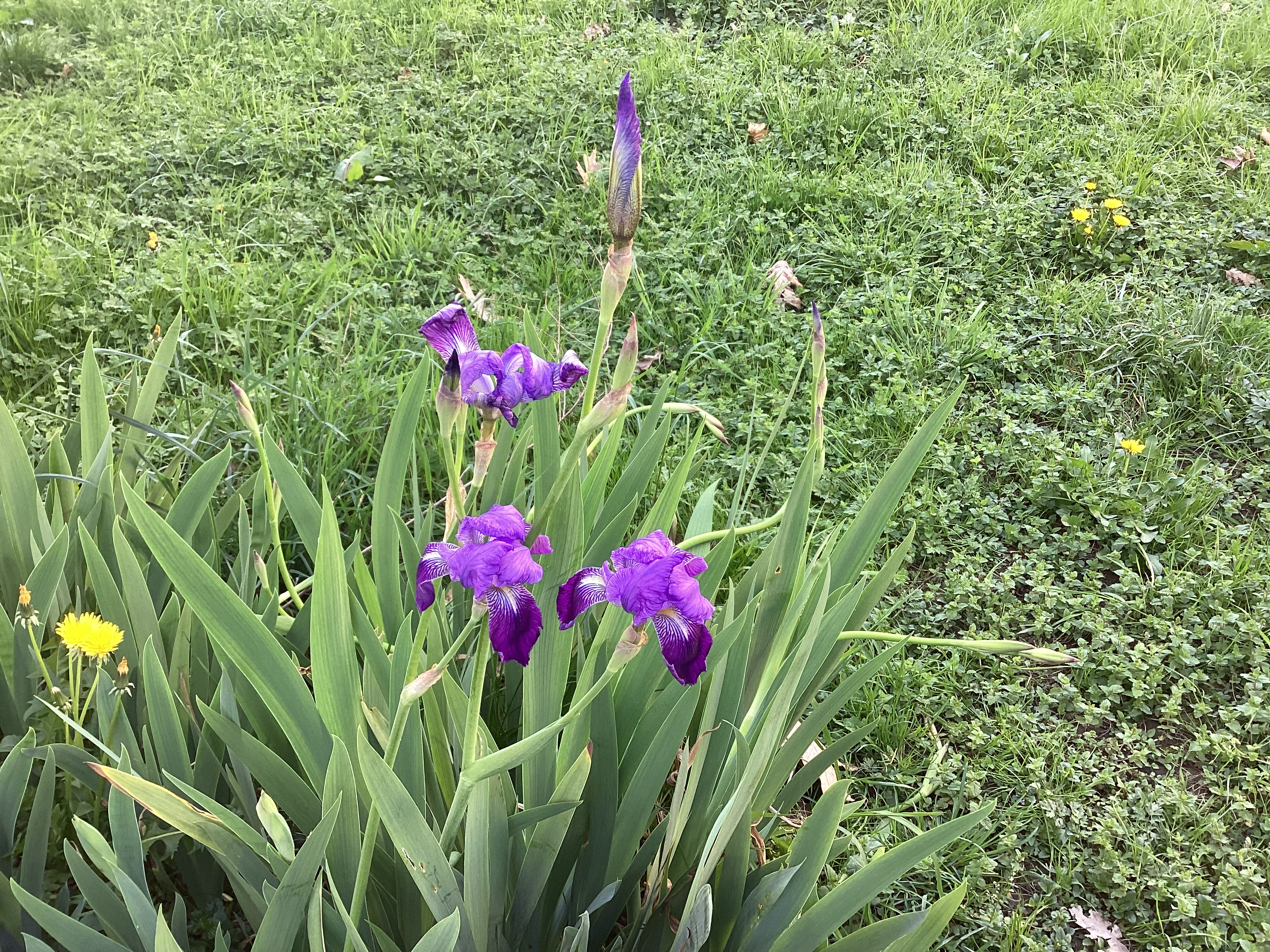 Iris 2, par Tempête d’automne
