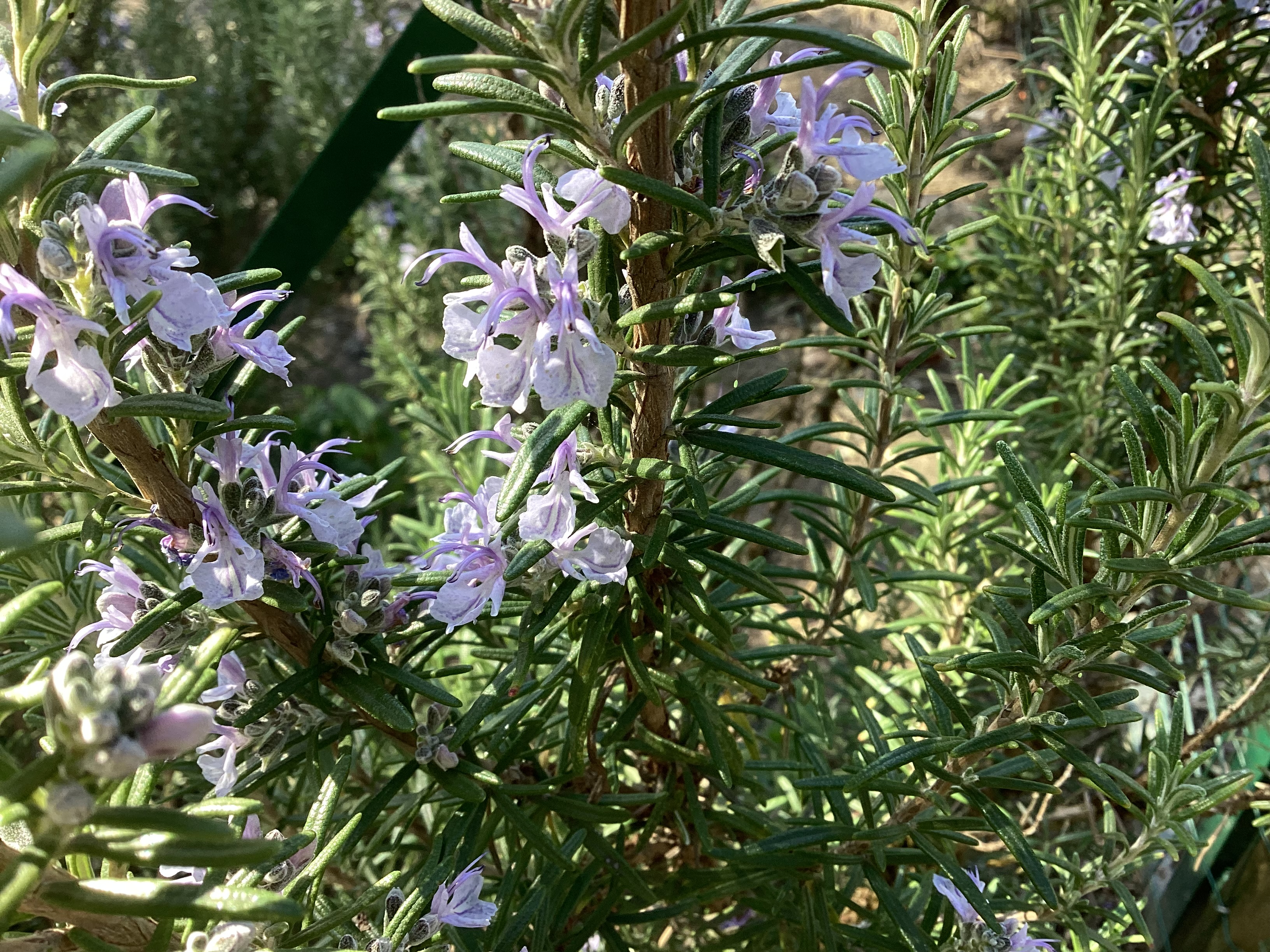 Romarin 2, par Tempête d’automne