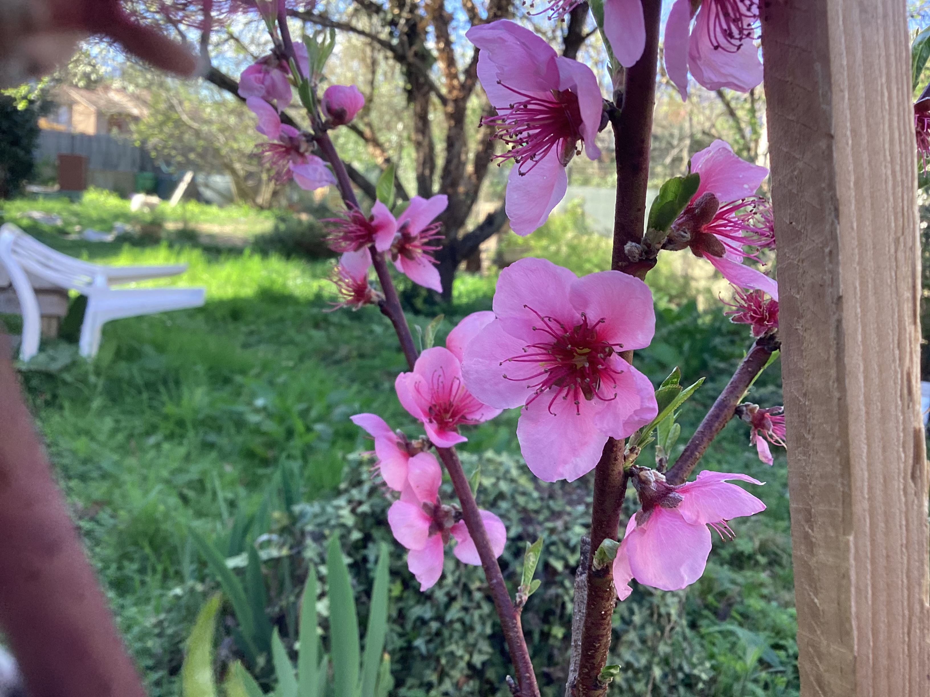 Pêcher 3, par Tempête d’automne