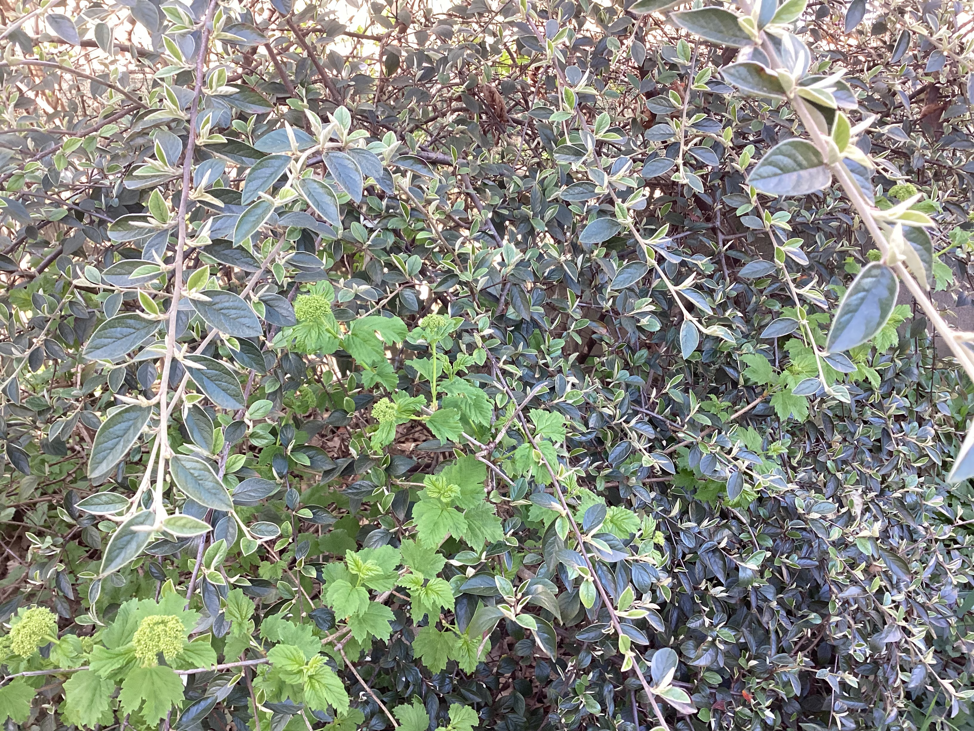 Plante, par Tempête d’automne