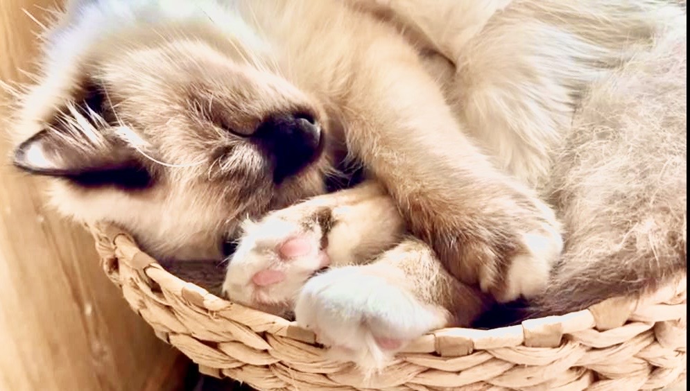 Mon chat, par Arcencieland