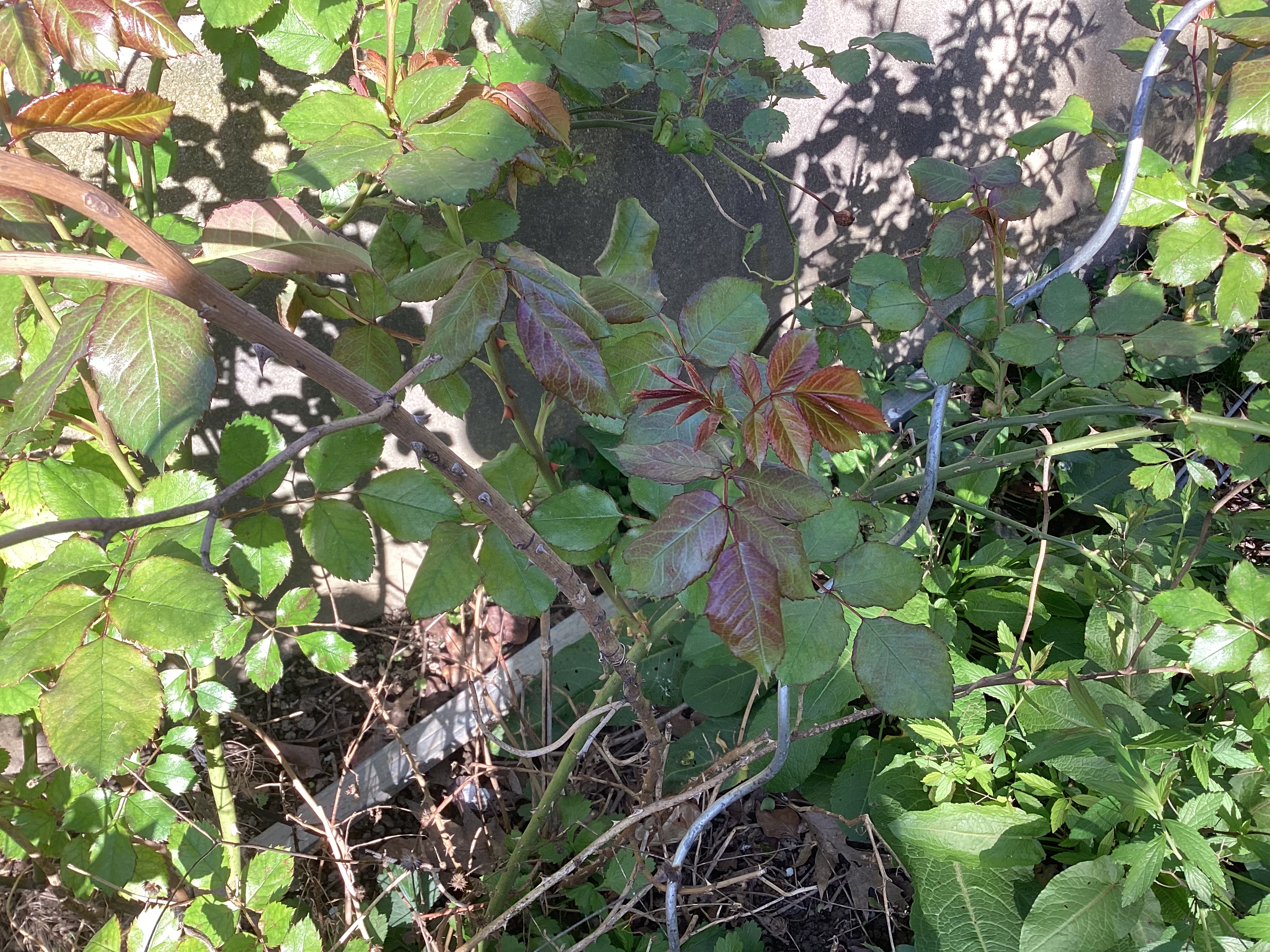 Rosiers, par Tempête d’automne