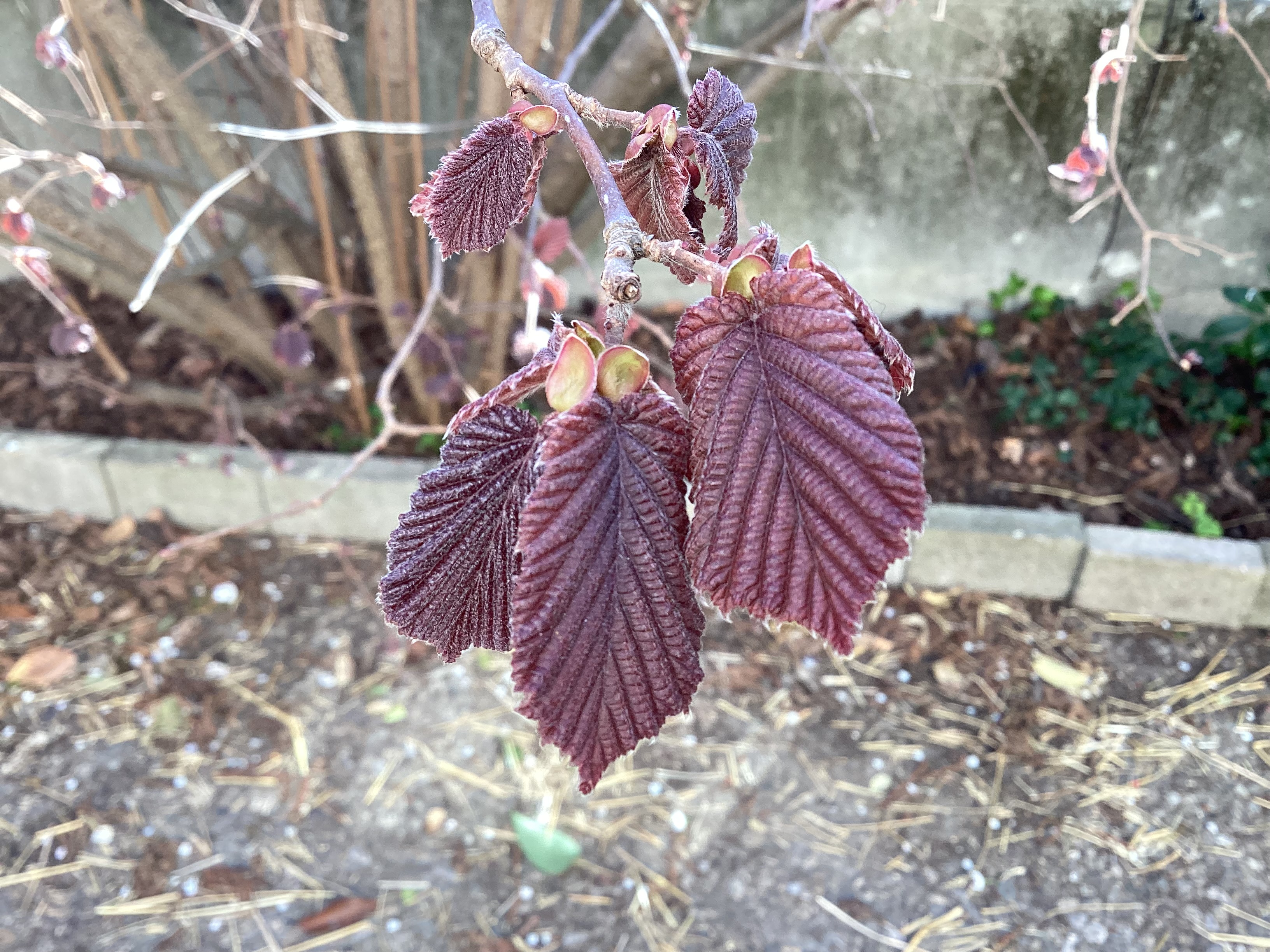 Noisetier, par Tempête d’automne