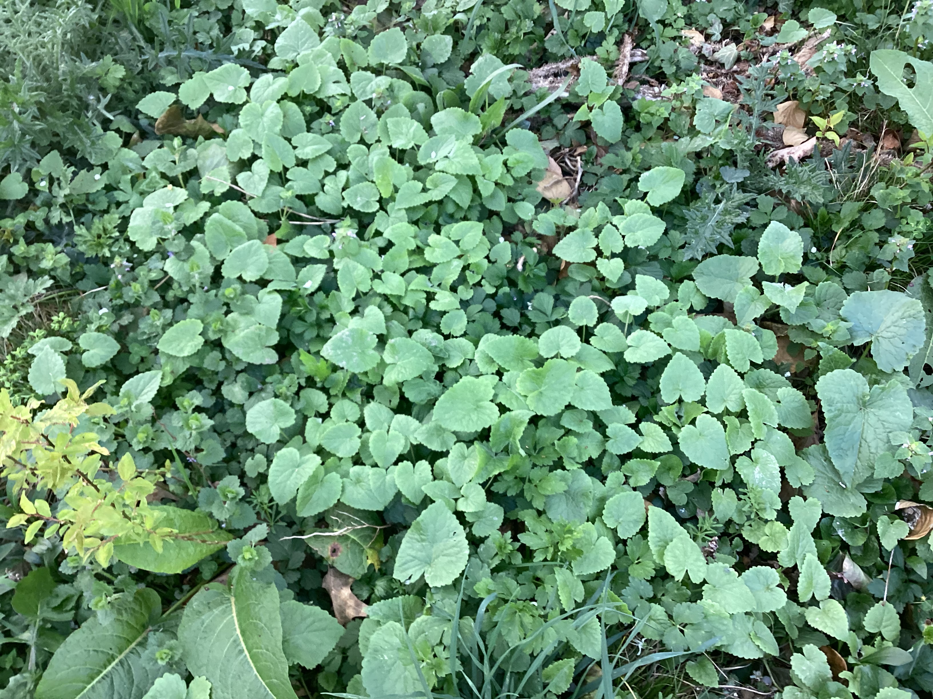 Plante, par Tempête d’automne