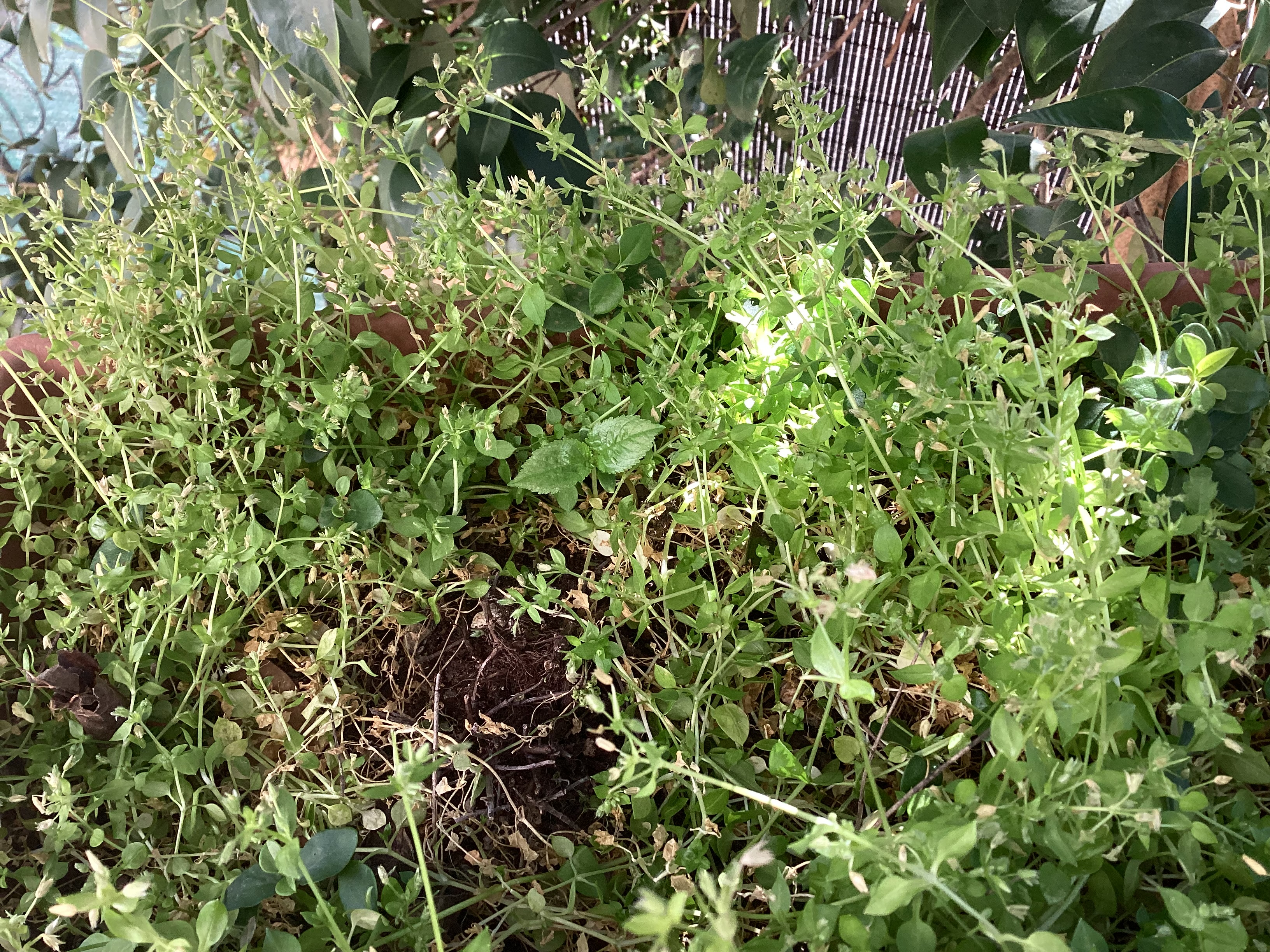 Herbe, par Tempête d’automne