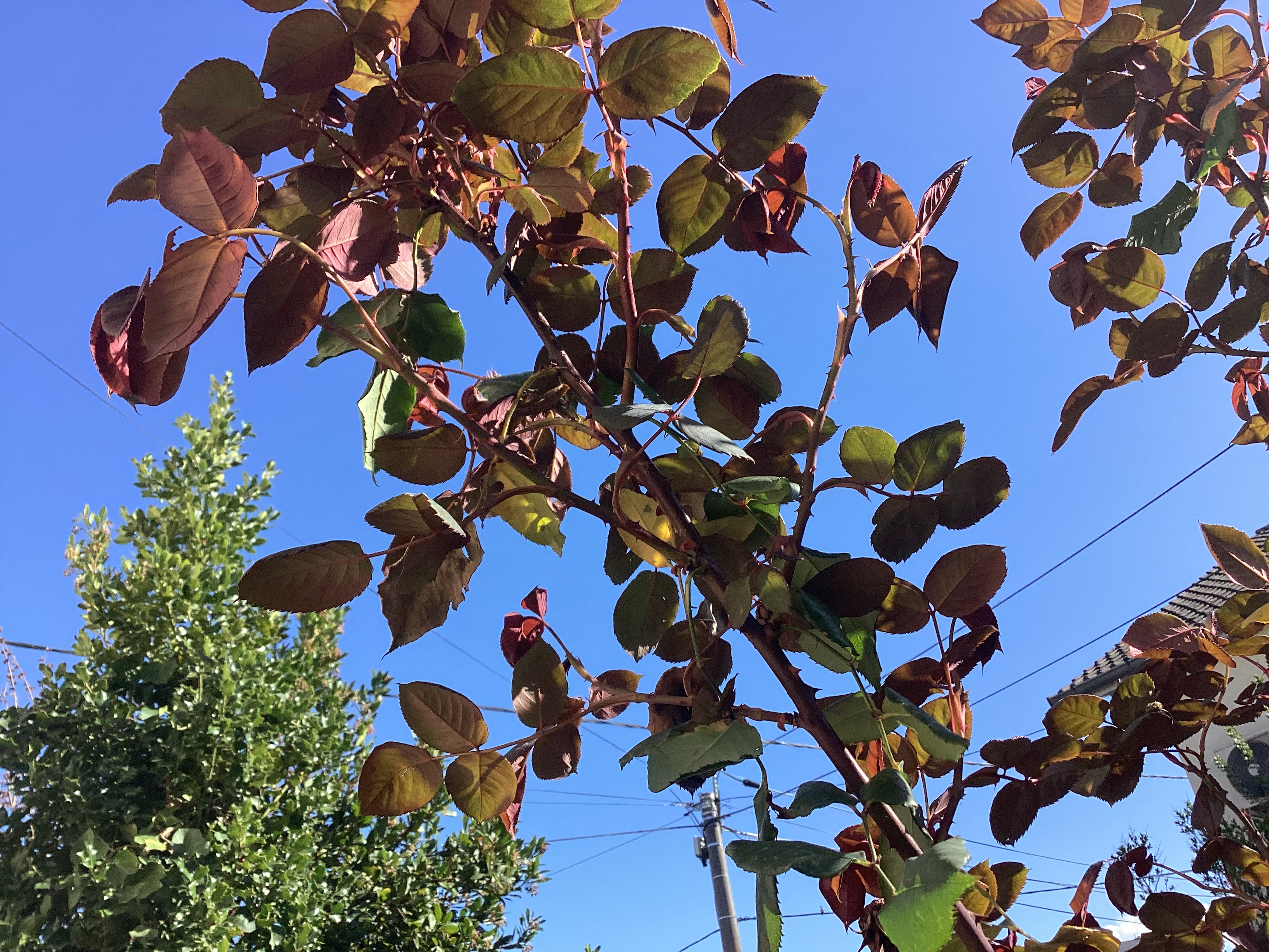 Rosier 2, par Tempête d’automne