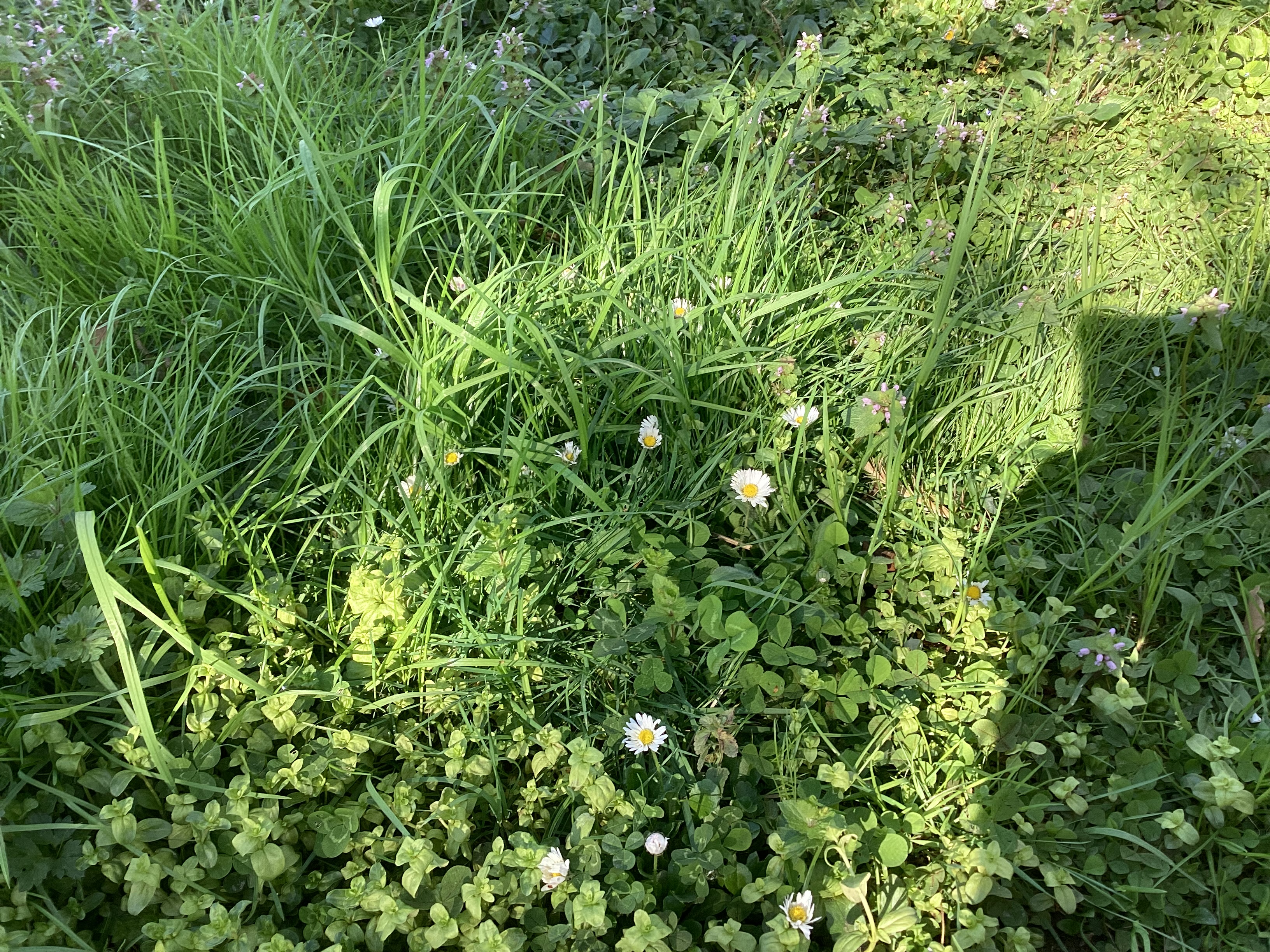 Pâquerette, par Tempête d’automne