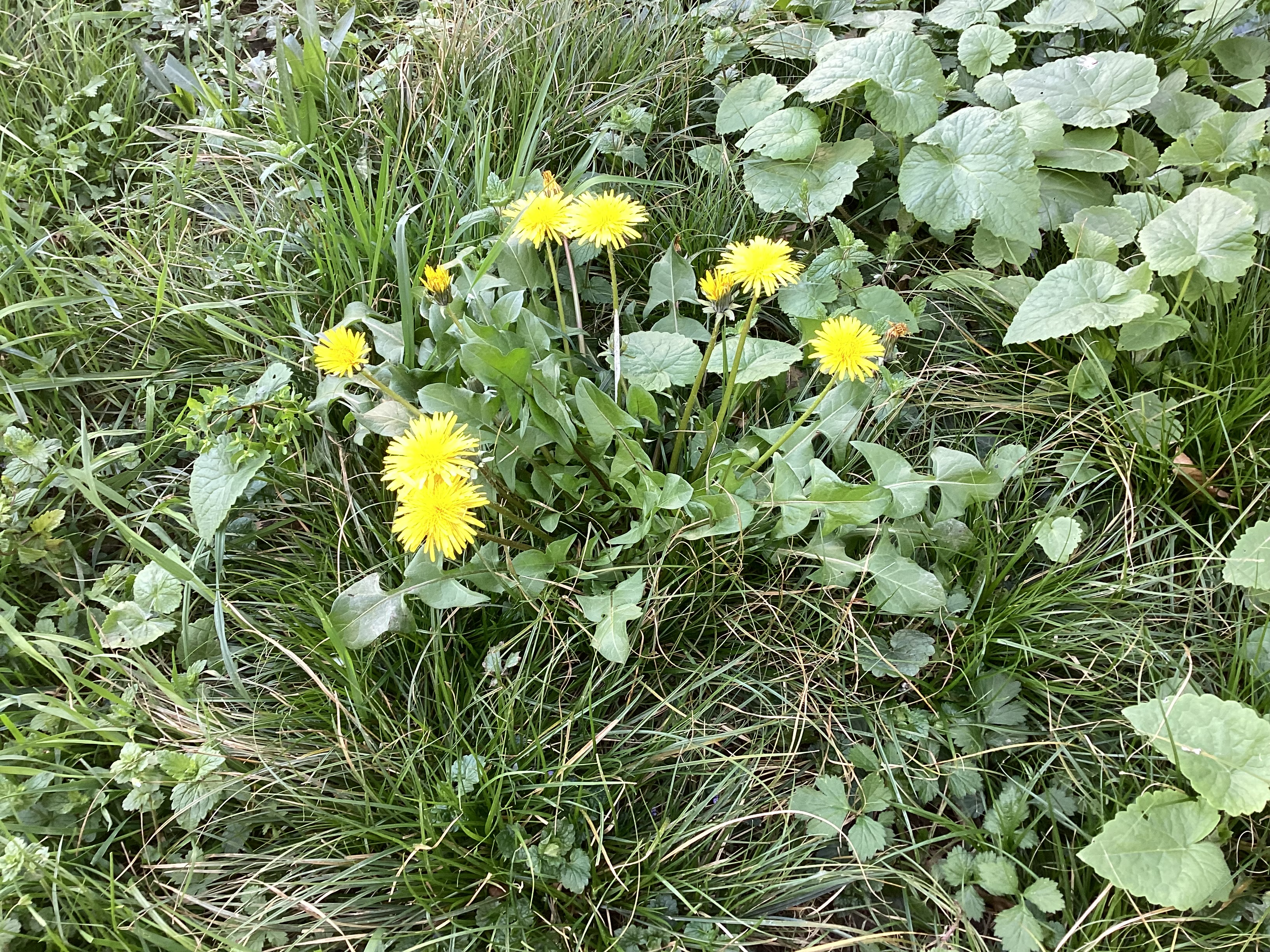 Pissenlits, par Tempête d’automne
