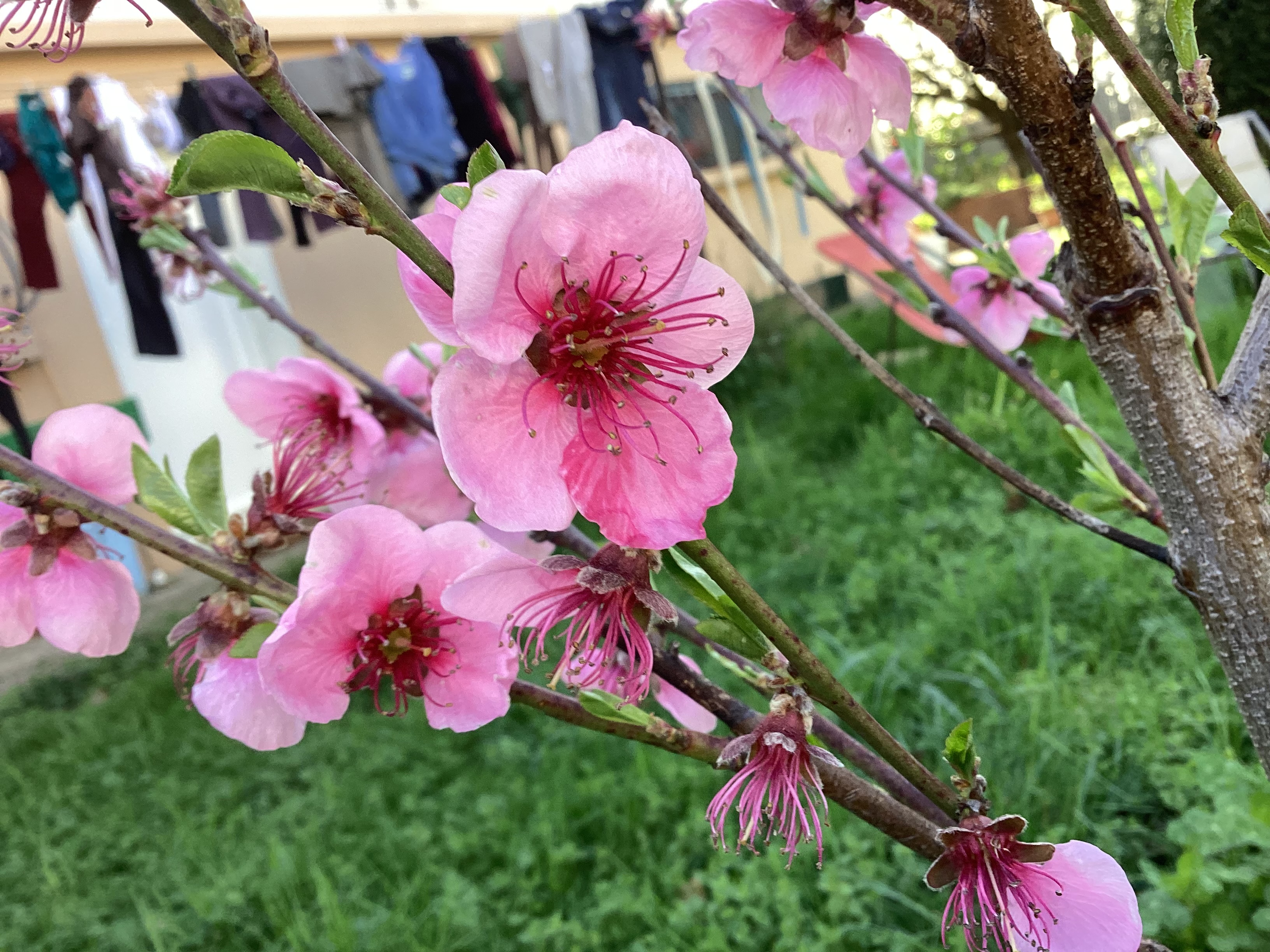 Pêcher 2, par Tempête d’automne