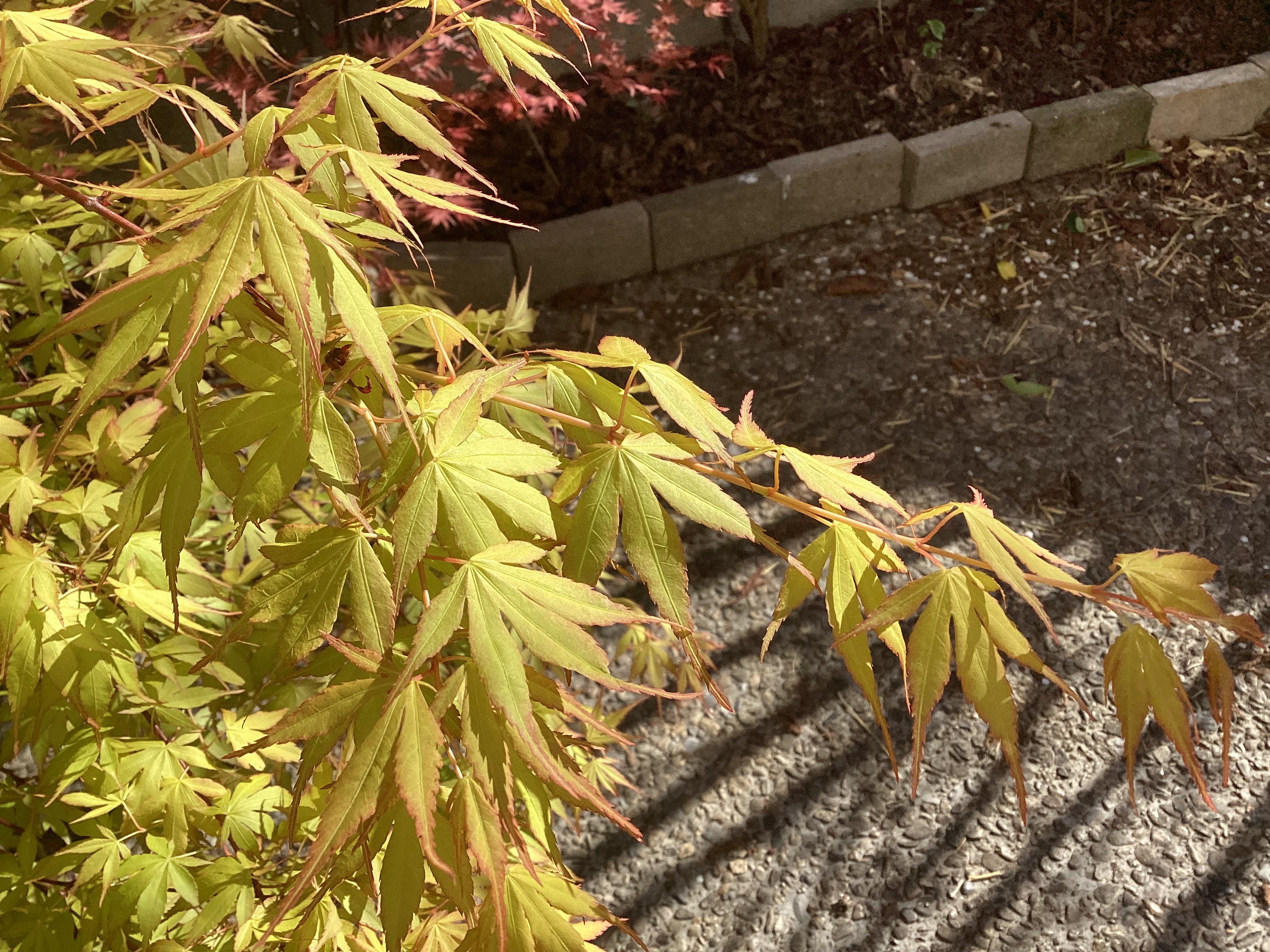 Érable du Japon, par Tempête d’automne